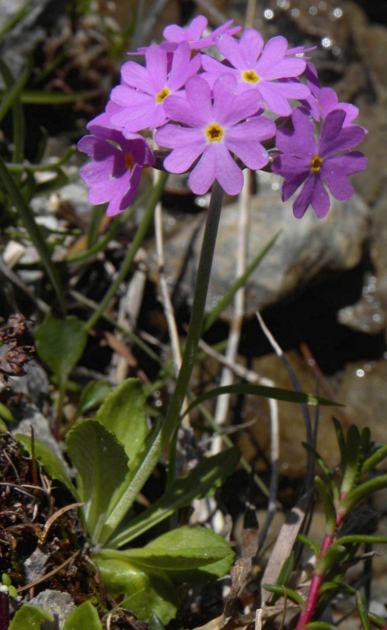 Primula farinosa